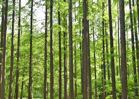 Mixed forest in spring with smooth sunlight, falling through the leaf canopy. Nature background, tranquil scene with no people.の写真素材