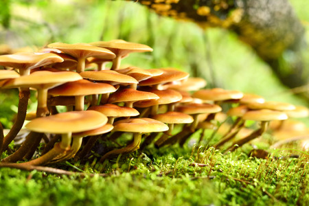 Fresh mushrooms on a mossy tree trunk. Selective focus of wild mushrooms with copyspace and defocused background. Autumn scene with golden sunlight.の写真素材