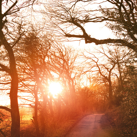 Winter scene, with at alley and idyllic footpath in the sunlight.の写真素材