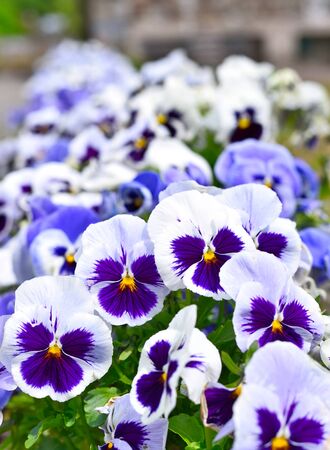 Pansies in a flowerbed in springtime. Nature background with selective focus.の写真素材