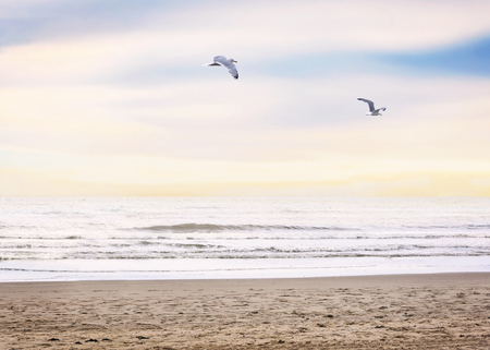 Evening beach scene with flying seagullsの写真素材