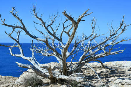 Dry bush or tree and blue sea. Sea scene.