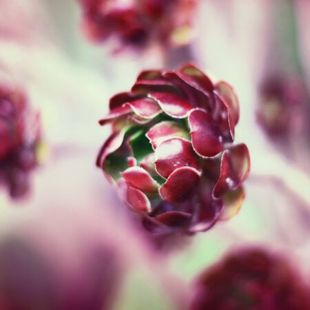 Pink or purple succulent plant with selective focus and copy space. Aeonium or desert plant,...