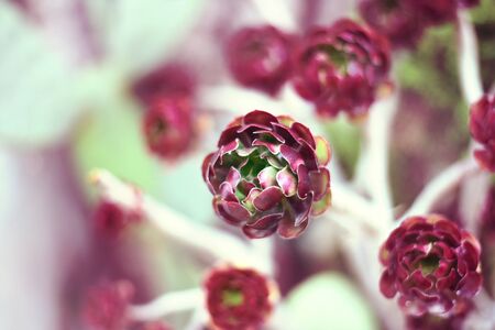 Pink or purple succulent plant with selective focus and copy space. Aeonium or desert plant, close-up shot.の写真素材