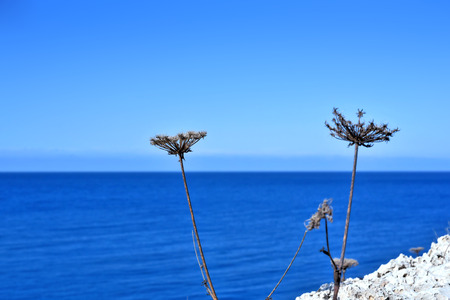 Dry flowers and blue sea.の写真素材