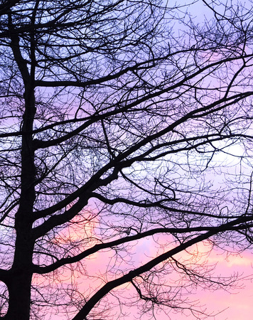 Evening scene after sunset with puprle and pink sky and bare trees.の写真素材