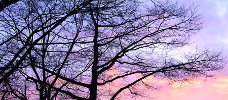 Evening scene after sunset with puprle and pink sky and bare trees.の写真素材