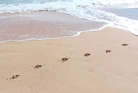 Dog paw print at the beachの写真素材