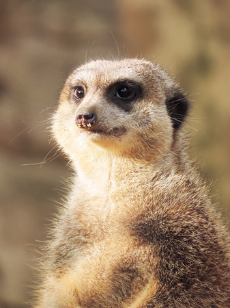 Suricate watching out. Close-up.の写真素材