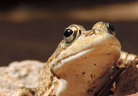Brown frog or toad, close-up shot.の写真素材