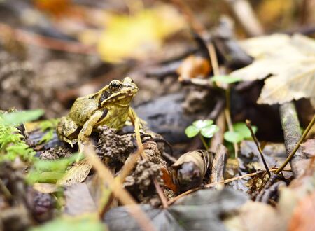 Forest frog and autumn leaves, forest floor.の写真素材