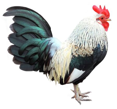 Beautiful rooster, isolated on whiteの写真素材