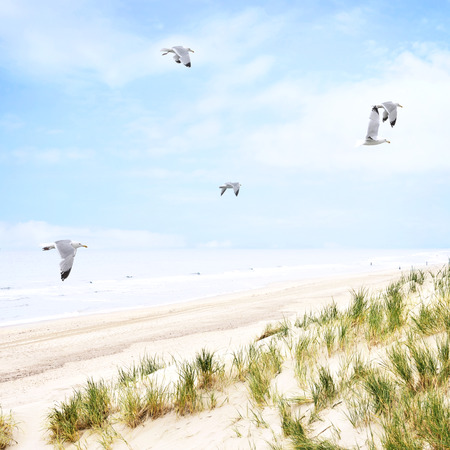 Beach dunes with flying seagulls and view to the sea. Long beach with sand dunes and blue cloudy sky.の写真素材