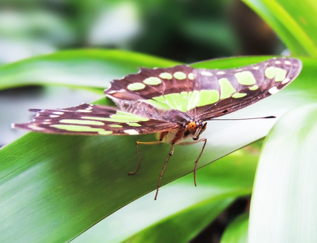 Green and brown butterfly on a tropical leafの写真素材