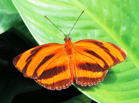 Orange butterfly resting on a tropical leafの写真素材