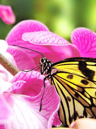Butterfly sitting on a pink orchid
