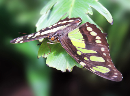 Green butterfly on a tropical leaf.の写真素材