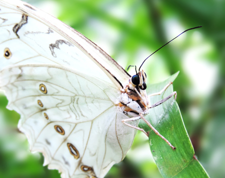 White butterfly on a tropical plant in the rainforestの写真素材