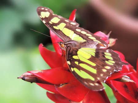Green butterfly, sitting on a tropical plant or flowerの写真素材