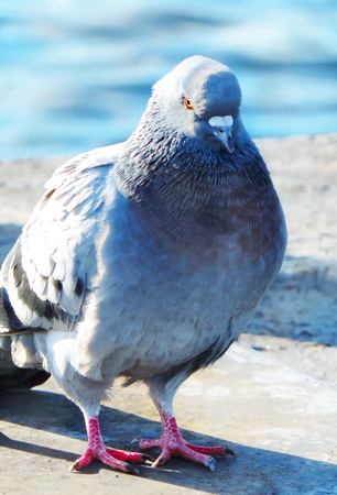 Pigeaon or dove on a quayの写真素材
