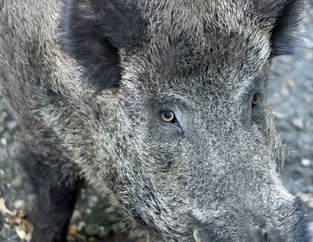 Wild boar, wild animal close-up shot.の写真素材