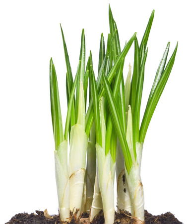 Growing crocuses, spring flowers isolated on white.の写真素材