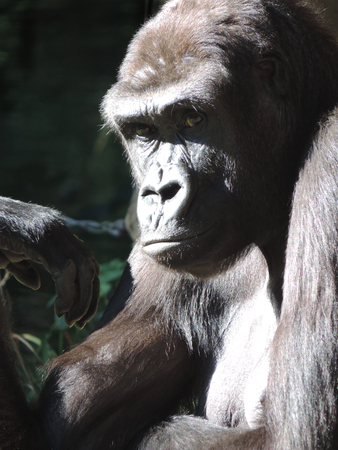 Female gorilla ape in the sun.
