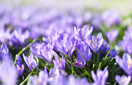 Beautiful blossoming crocus flowers. Close-up shot of purple crocuses, spring meadow in the sun with...