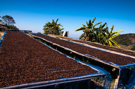 Coffee beans drying in the sun. Coffee plantations on the mountains.の写真素材