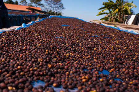 Coffee beans drying in the sun. Coffee plantations on the mountains.