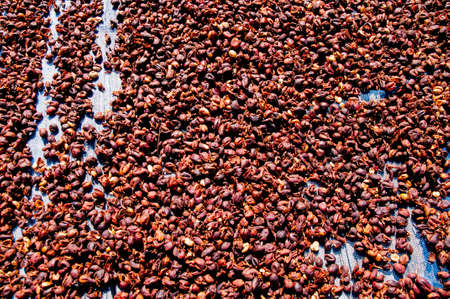 Coffee beans drying in the sun. Coffee plantations on the mountains.の写真素材