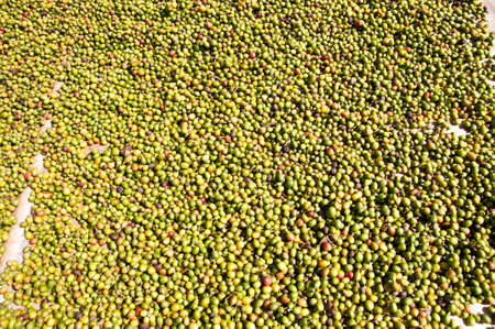 Coffee beans drying in the sun. Coffee plantations on the mountains.の写真素材