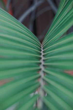 Green Leaves pattern bokeh shotの写真素材