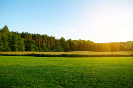 Grass field, green forest landscape background