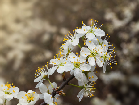 spring flowers growing in march, yellow petals, natural, sunshine, fruittree branchの写真素材