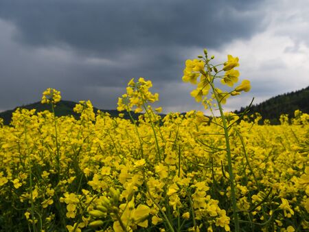 Czech countryside yellow rape field oilseed agriculture rural view landscapeの写真素材