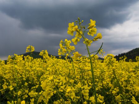 czech countryside yellow rape seed oil field country biofuel biodieselの写真素材