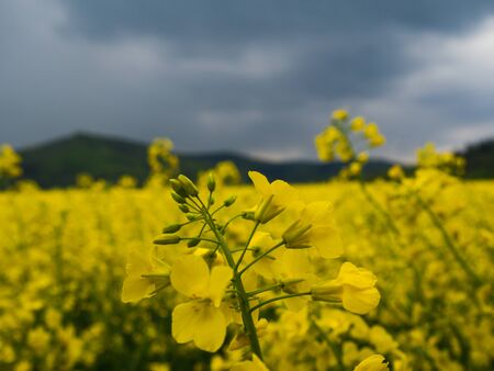 czech countryside yellow rape fieldの写真素材