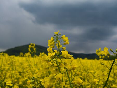 czech countryside yellow rape field agriculture planting rural rapeseed scenery harvest rapeoilの写真素材