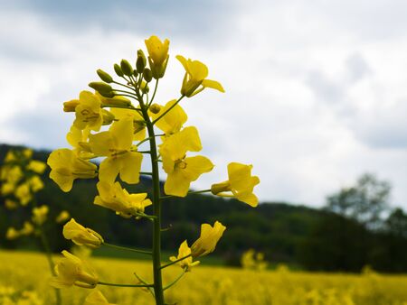 czech countryside yellow rape fieldの写真素材