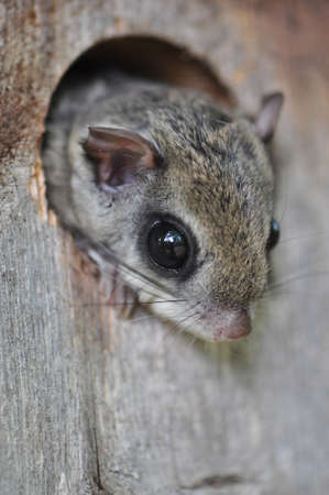 Eastern Flying Squirrel peeking out of a birdhouse in Raleigh, North Carolinaの写真素材