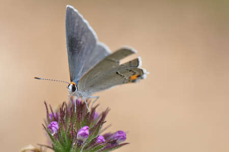 Gray Hairstreak Butterfly, Stryman melinus on a purple flowerの写真素材