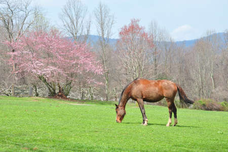 Domesticated horse grazing in a spring pasture in the mountains of North Carolinaの写真素材