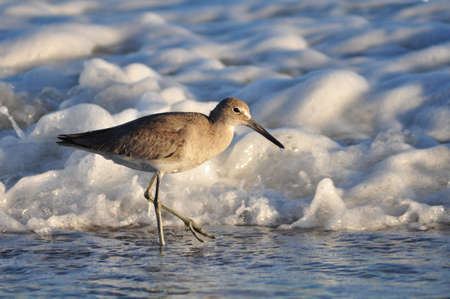 Willet, Tringa semipalmata, hunting for small prey on the shores of North Carolinaの写真素材