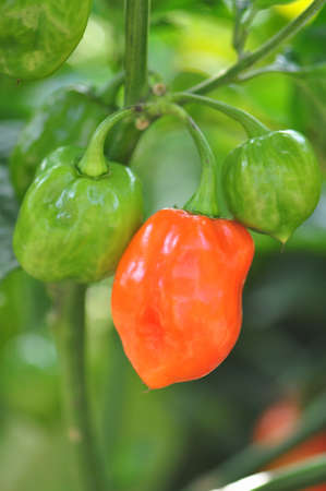 Organic pepper farm near Asheville, North Carolina growing the hottest peppers in the world の写真素材