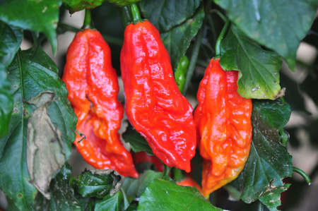 Organic pepper farm near Asheville, North Carolina growing the hottest peppers in the world の写真素材