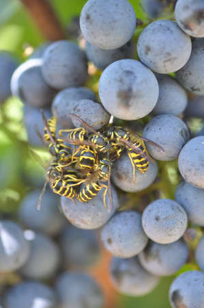 Wine grapes grown in the mountains of North Carolina, near Ashevilleの写真素材