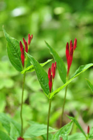Blooms of the Indian Pink Flower, Spigelia marilandica, growing in Chapel Hill, North Carolina