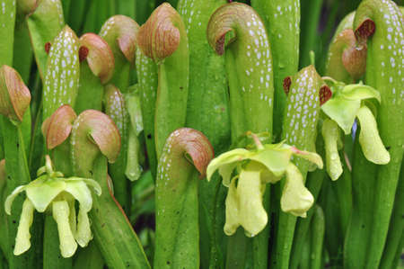 Carnivorous pitcher plants grown in Chapel Hill, North Carolinaの写真素材