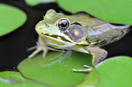 Green frog resting on a lily pad in a garden pondの写真素材